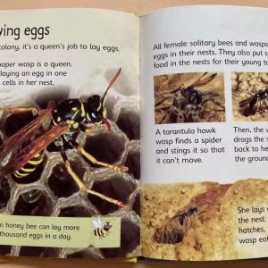 Usborne Beginners Nature