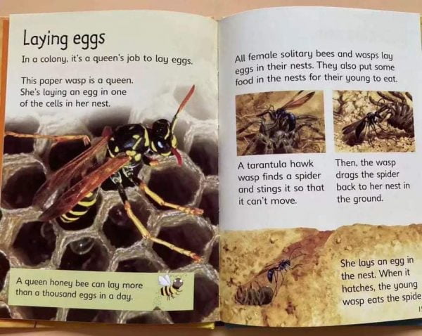 Usborne Beginners Nature