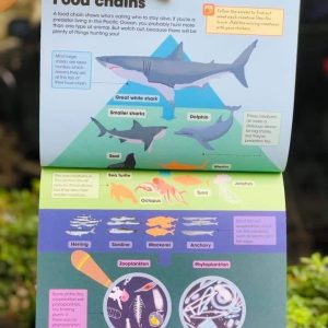 Factivity Sharks and Sea Life
