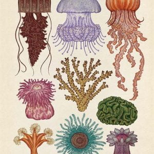 Animalium Poster Book