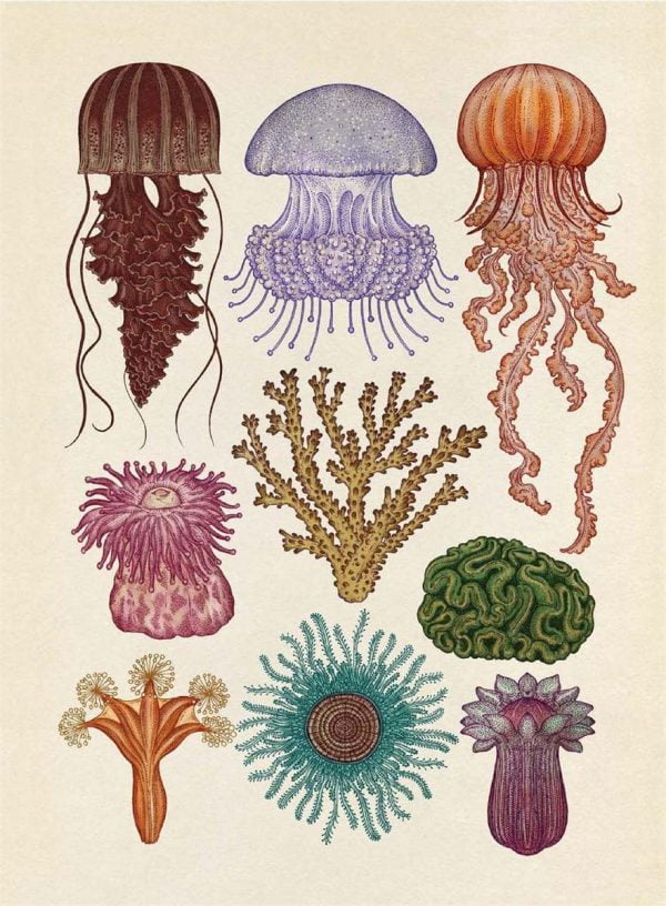 Animalium Poster Book