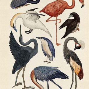 Animalium Poster Book