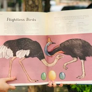 COMBO ANIMALIUM, PLANETARIUM